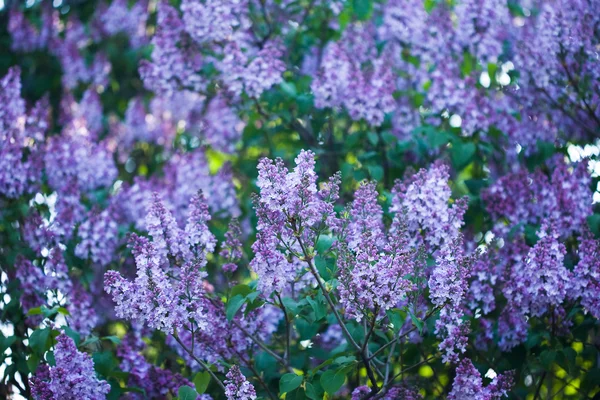 Букет фиолетового лилового цветка — стоковое фото