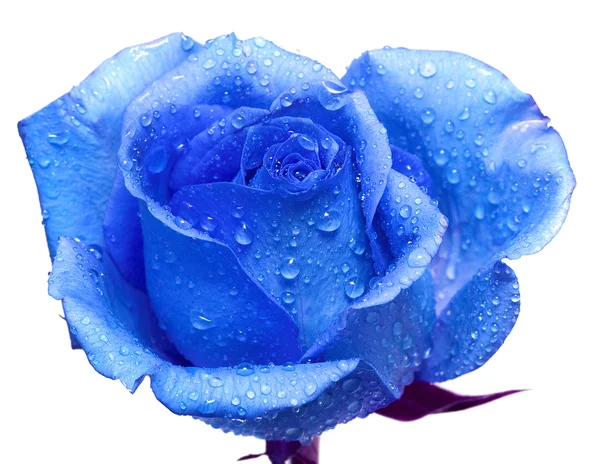 Rosa azul com gotas de água — Fotografia de Stock