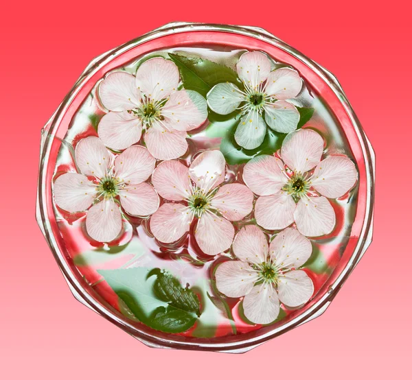 Flores de primavera de sakura en el agua —  Fotos de Stock
