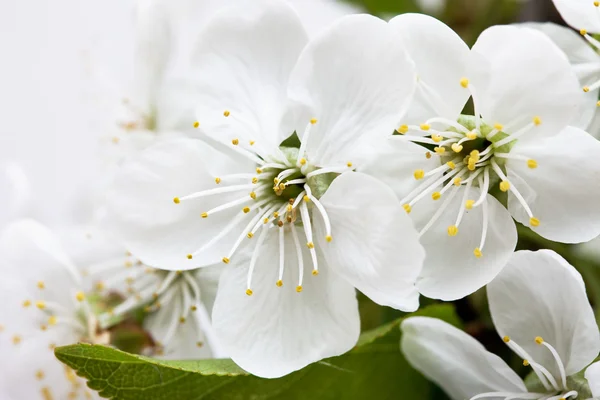 Vårblommor av sakura — Stockfoto