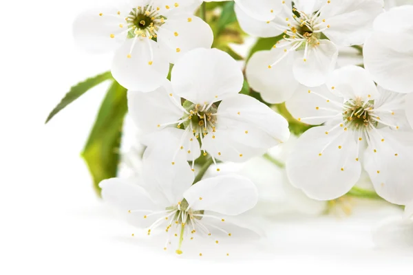 Sakura virágai tavasszal — Stock Fotó