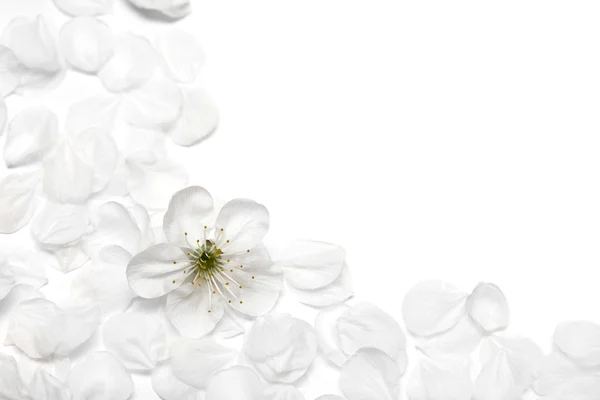 Flores de primavera de sakura — Foto de Stock