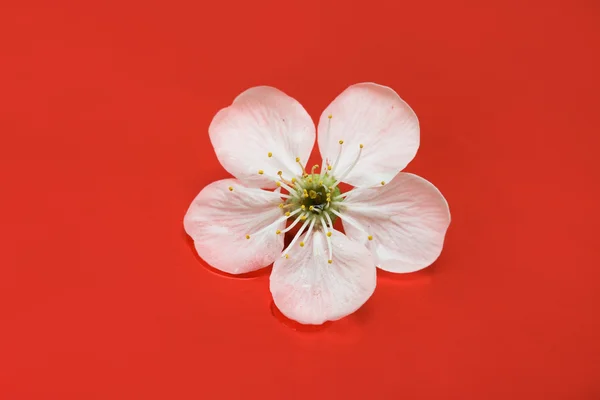 Frühlingsblumen von Sakura — Stockfoto