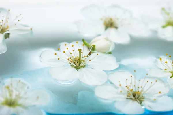 Spring flowers of sakura in water — Stock Photo, Image