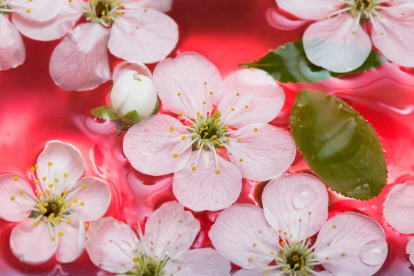 Frühlingsblumen von Sakura im Wasser — Stockfoto