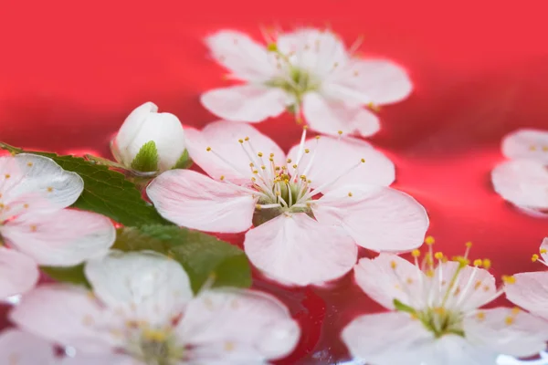 Vårblommor av sakura i vatten — Stockfoto