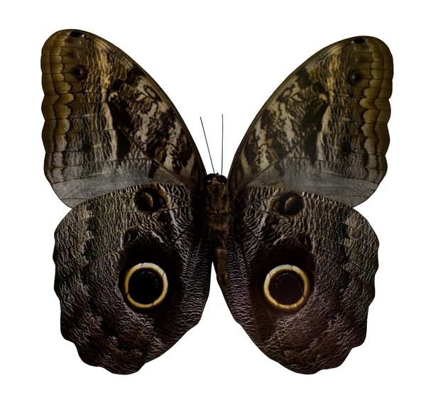 하얀 배경에 고립된 나비 — 스톡 사진