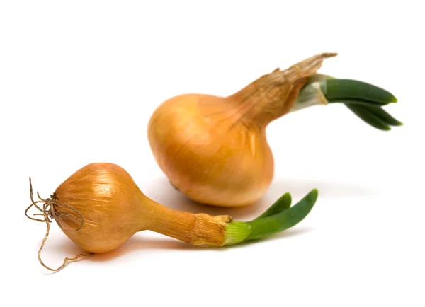 Onions isolated on white — Stock Photo, Image