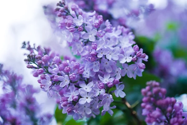 Cacho de flor lilás violeta Imagem De Stock