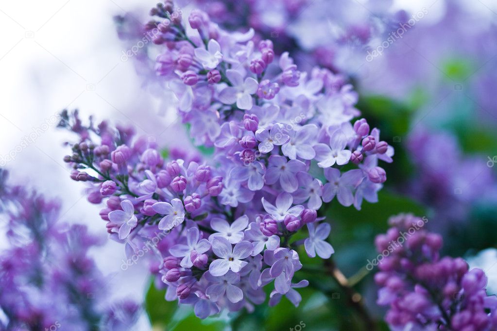 Bunch of violet lilac flower
