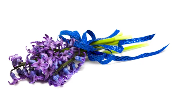 Violette bloemen geïsoleerd — Stockfoto