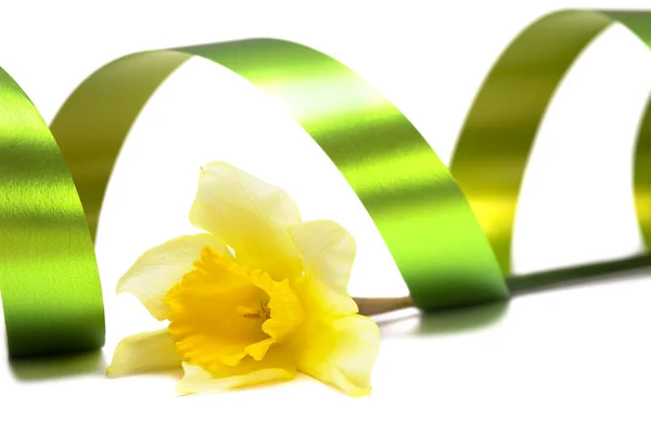 Yellow daffodil isolated — Stock Photo, Image