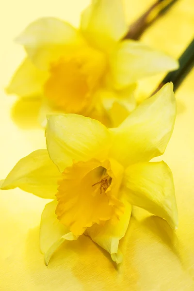 Beautiful daffodils on yellow — Stock Photo, Image