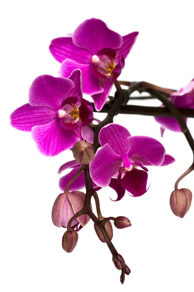 Orchidée isolée sur blanc — Photo