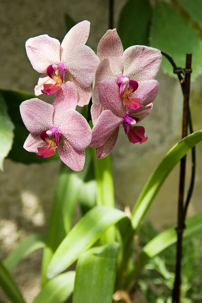 Rózsaszín orchidea a kertben — Stock Fotó