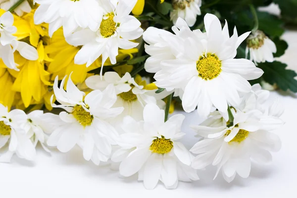 White and yellow chamomiles — Stock Photo, Image