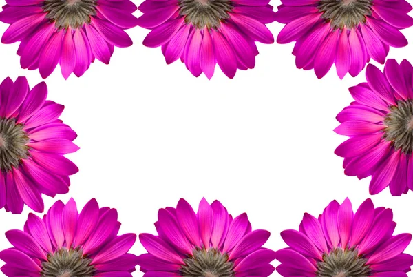 Rahmen aus rosa Blüten isoliert auf weißem Hintergrund — Stockfoto