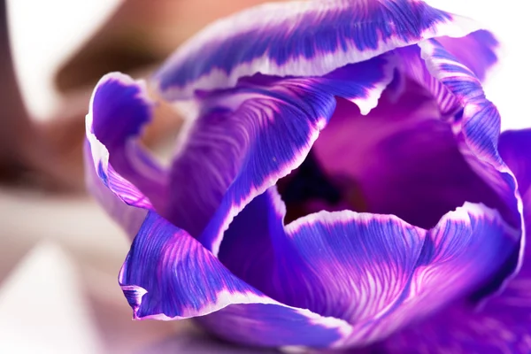 Фиолетовый тюльпан изолирован на белом фоне — стоковое фото