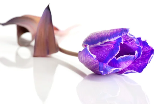 Tulipán violeta aislado sobre fondo blanco — Foto de Stock