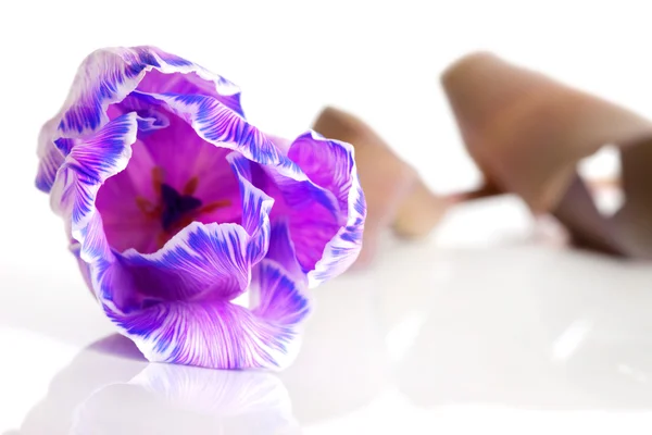 Violette Tulpe isoliert auf weißem Hintergrund — Stockfoto