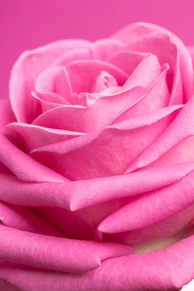 Rosa rosa no fundo magenta — Fotografia de Stock