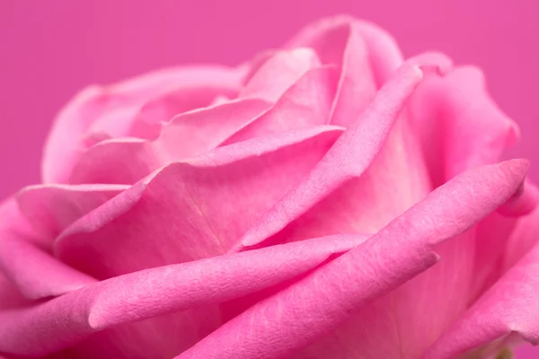 Rosa rosa no fundo magenta — Fotografia de Stock