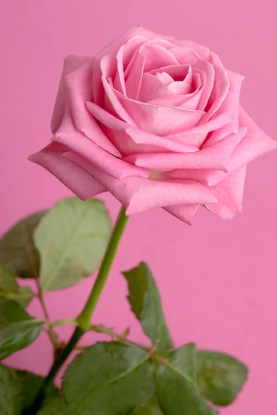 Rose rose sur fond magenta — Photo