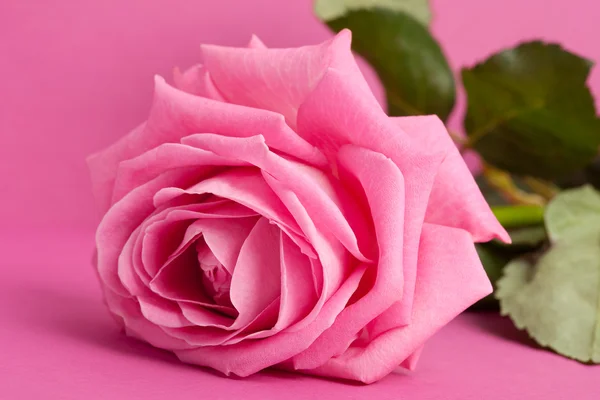 Růžová růže na fialové pozadí — Stock fotografie