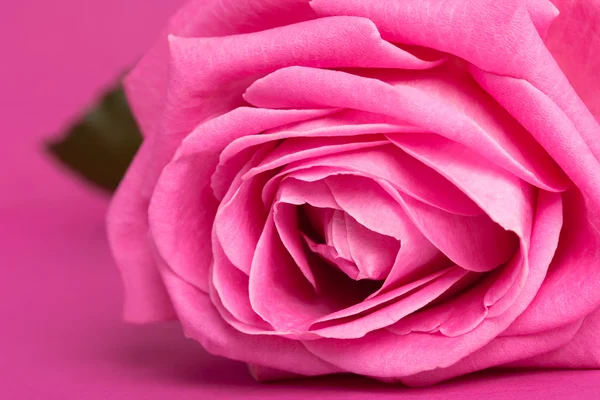 Růžová růže na fialové pozadí — Stock fotografie