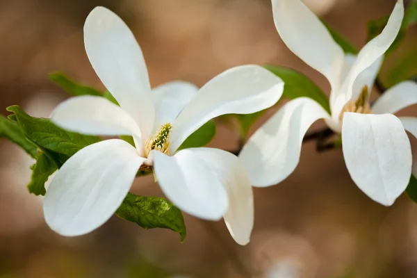 Magnolia blanc sur une branche — Photo