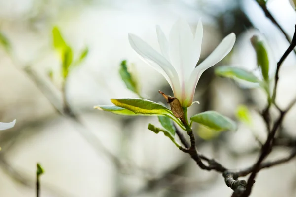 Vit magnolia på en gren — Stockfoto