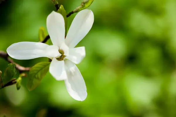 Άσπρο magnolia σε ένα υποκατάστημα — Φωτογραφία Αρχείου
