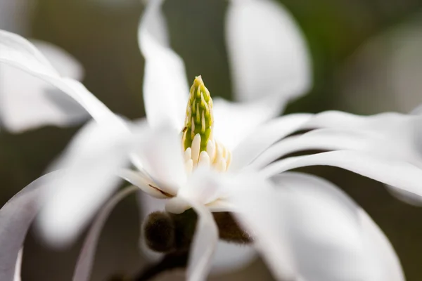 Άσπρο magnolia σε ένα υποκατάστημα — Φωτογραφία Αρχείου