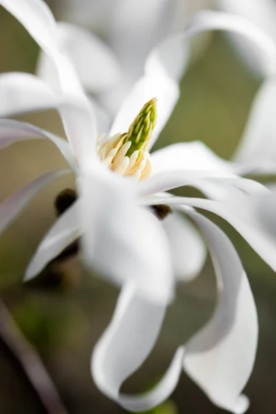 Witte magnolia op een tak — Stockfoto