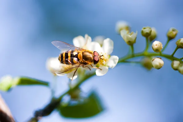 Méhecske egy fehér virágon — Stock Fotó