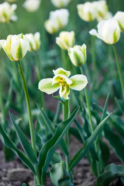 Білі тюльпани в полі — стокове фото