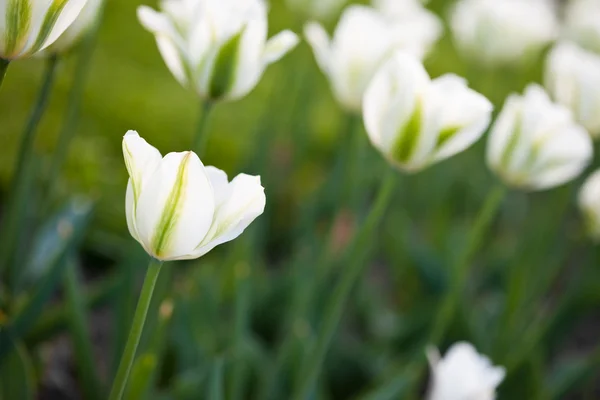 Белые тюльпаны в поле — стоковое фото