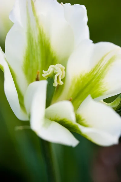 Tulipes blanches sur le terrain — Photo
