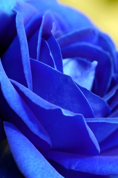 蓝色玫瑰的特写，宏观 — 图库照片