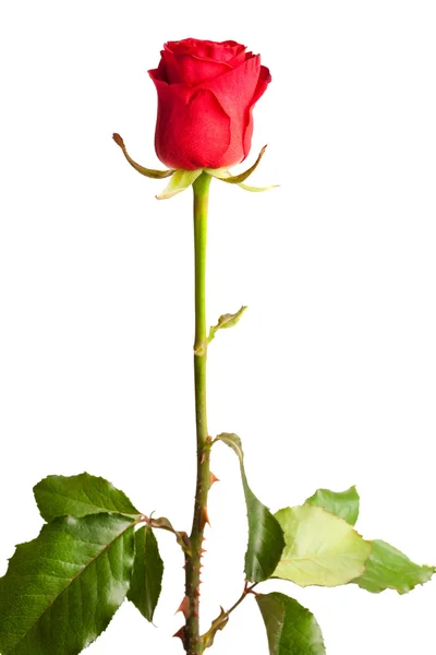 白い背景に赤いバラが孤立し — ストック写真