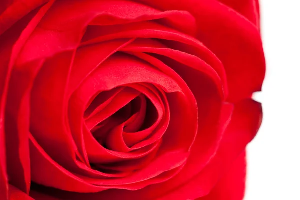 빨간 장미는 흰 배경에 고립되어 있다 — 스톡 사진