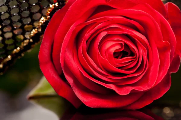 Rudá růže s zlatá stuha — Stock fotografie