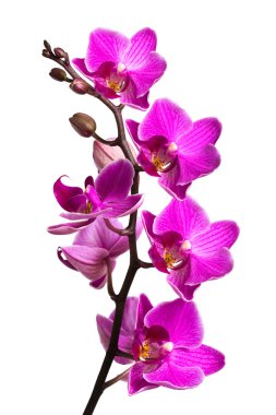 Orchid isolated on white background clipart