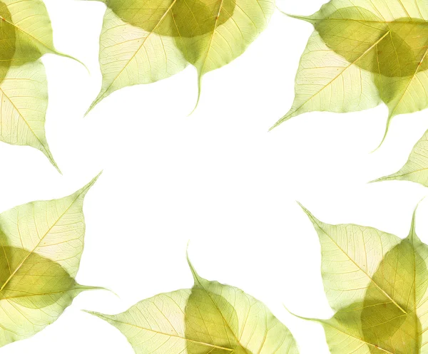 하얀 배경에 고립 된 잎들 — 스톡 사진
