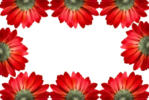 在白色背景上隔离的红色花朵框架 — 图库照片