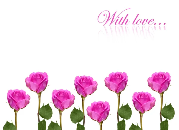 Pink Rose izolowane na białym tle — Zdjęcie stockowe