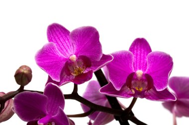 orkide beyaz arkaplanda izole edildi