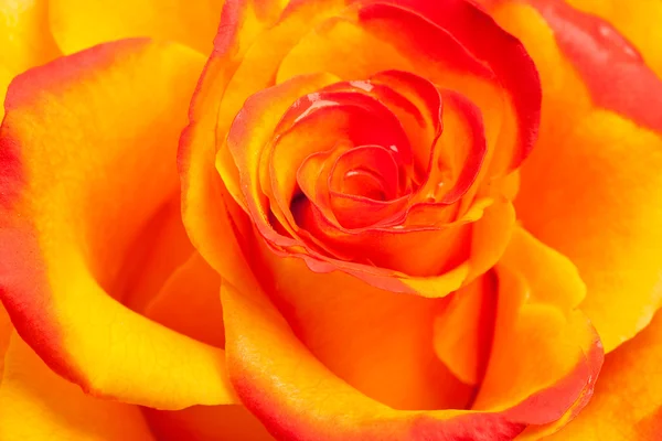 Colse-up de rose jaune et orange — Photo