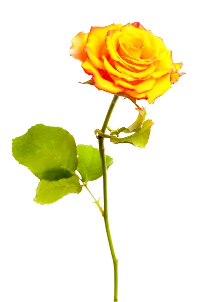Rosa amarilla aislada sobre fondo blanco —  Fotos de Stock