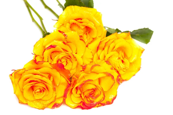 Žluté růže izolované na bílém pozadí — Stock fotografie